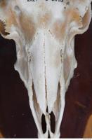 mouflon skull 0009